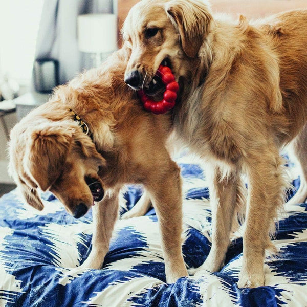 KONG Chew Ring for Dogs